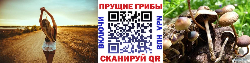Галлюциногенные грибы MAGIC MUSHROOMS  цены наркотик  Купино 
